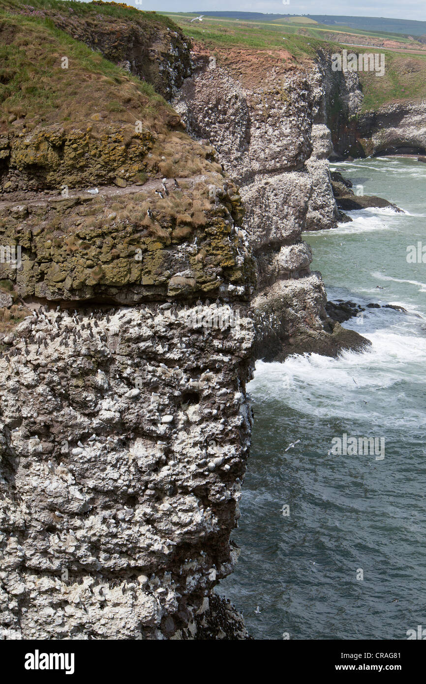 Trottellummen nisten auf Klippen am RSPB Standort, Fowlsheugh Stonehaven Schottland Stockfoto