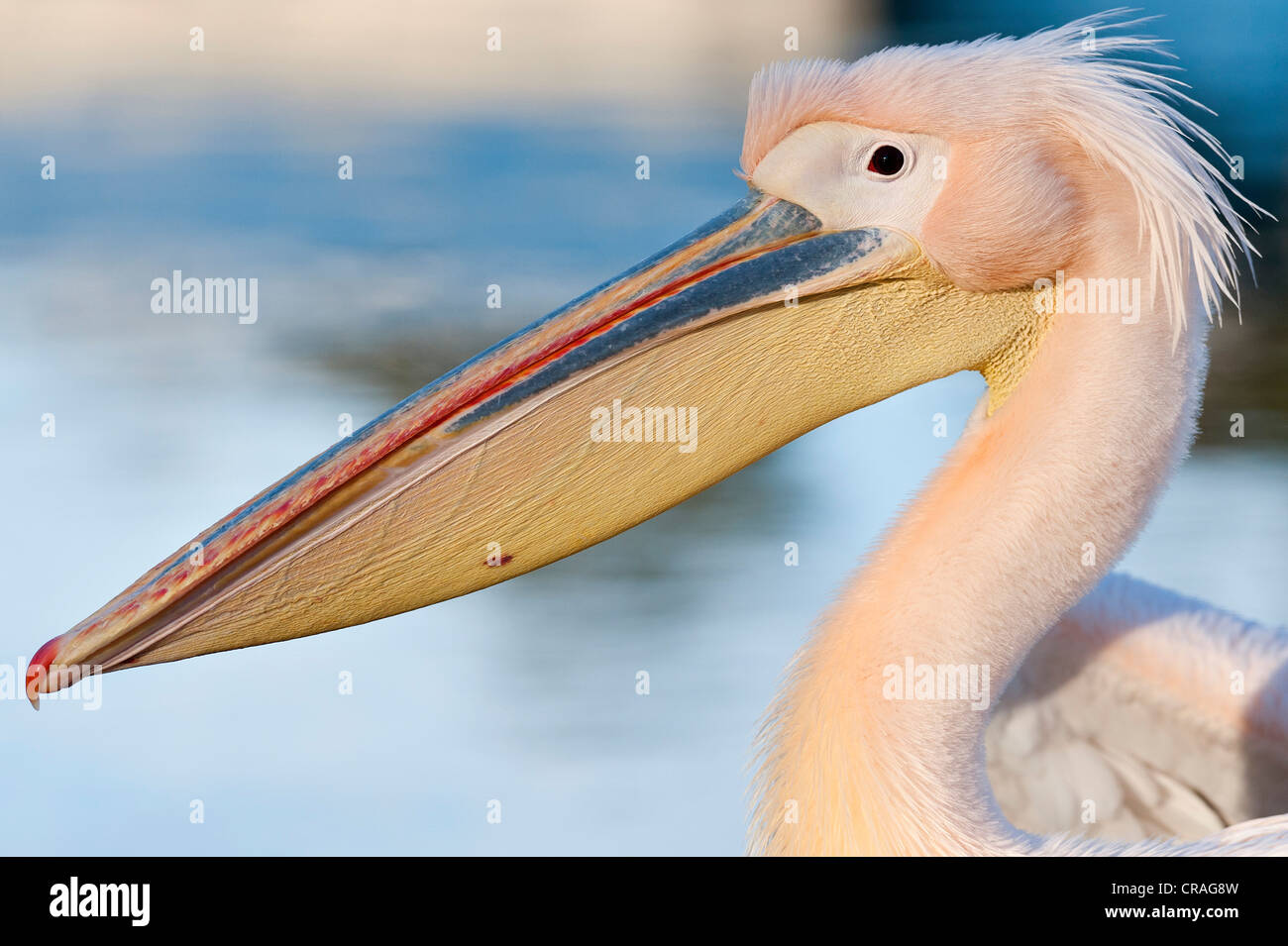 Weißer Pelikan (Pelecanus Onocrotalus), Stuttgart, Baden-Württemberg, Deutschland, Europa Stockfoto