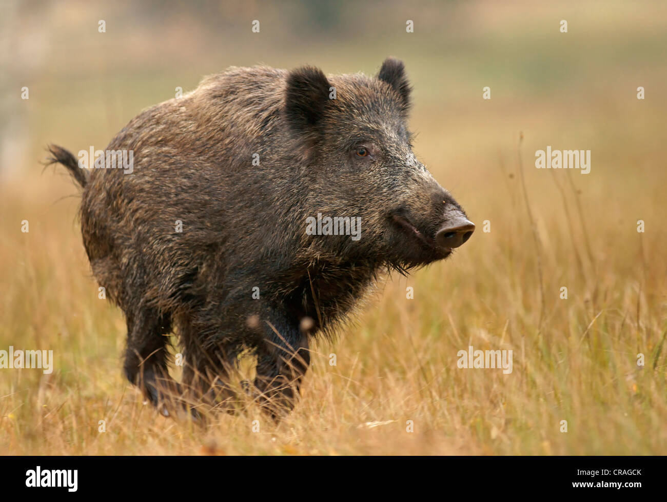 Wildschwein (Sus Scrofa), in Gefangenschaft, Tschechische Republik, Europa Stockfoto