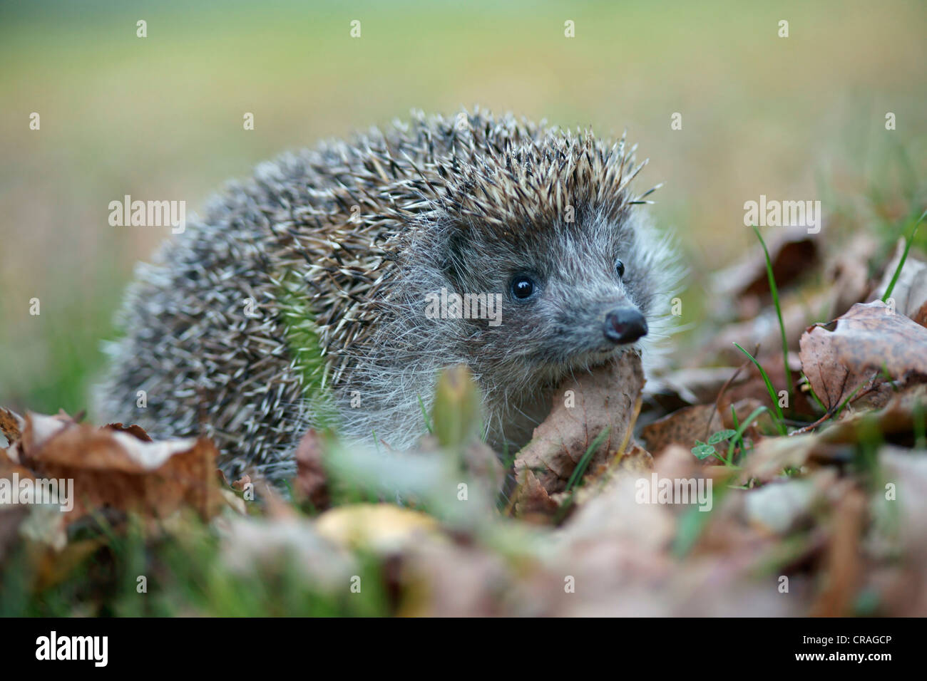 Nördlichen White-breasted Igel (Erinaceus Roumanicus), in Gefangenschaft, Tschechische Republik, Europa Stockfoto