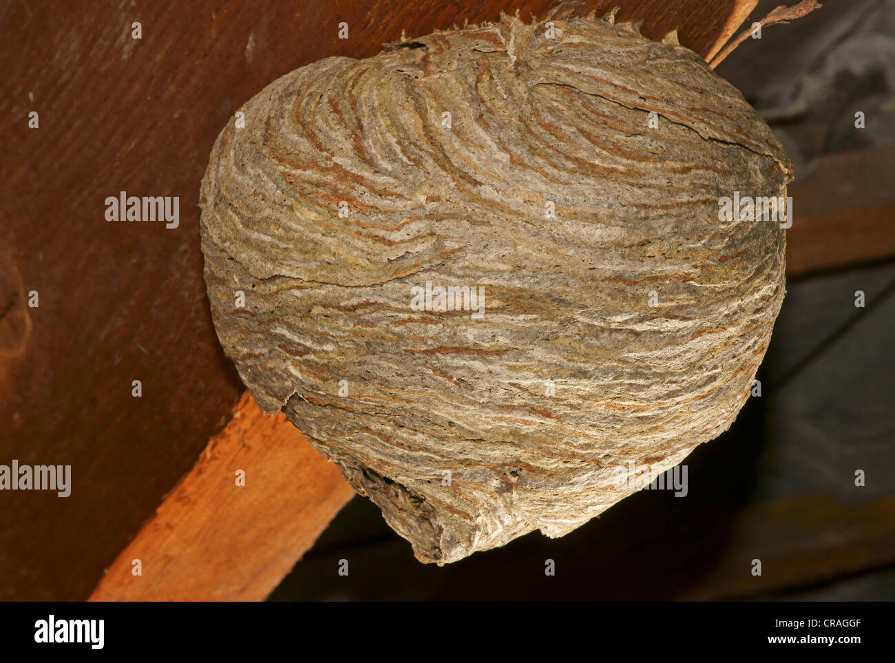 Wespe Nest, Hessen, Deutschland, Europa Stockfoto