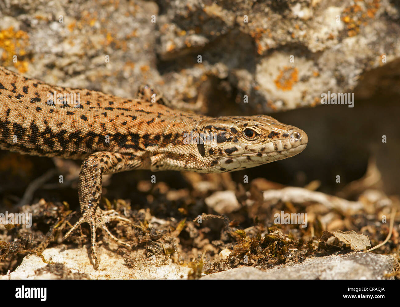 Wand-Eidechse (Lacerta Muralis), der Schweiz, Europa Stockfoto