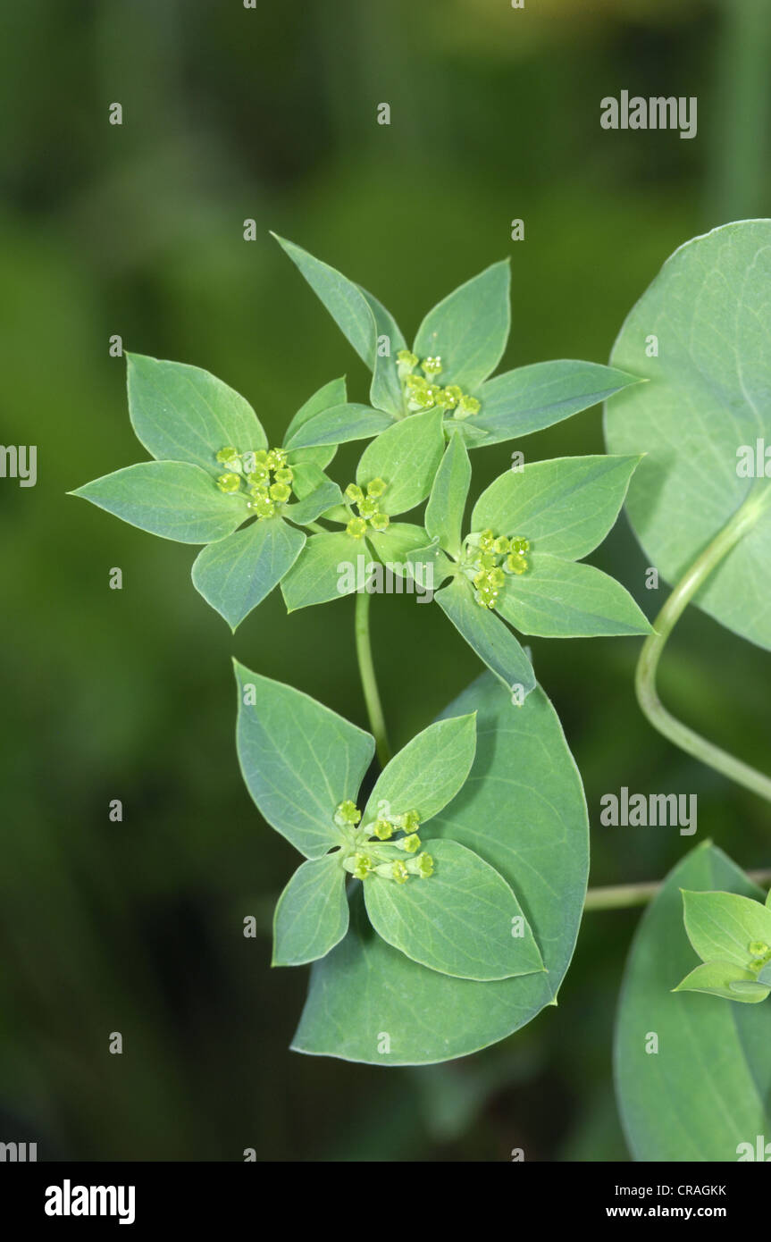 Thorow-Wachs Bupleurum Rotundifolium APIACEAE Stockfoto