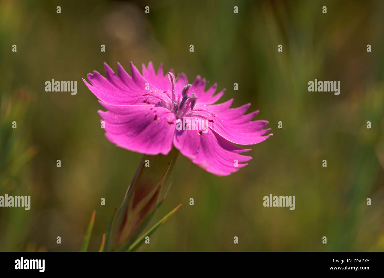 Nelke (Dianthus), Bulgarien, Europa Stockfoto