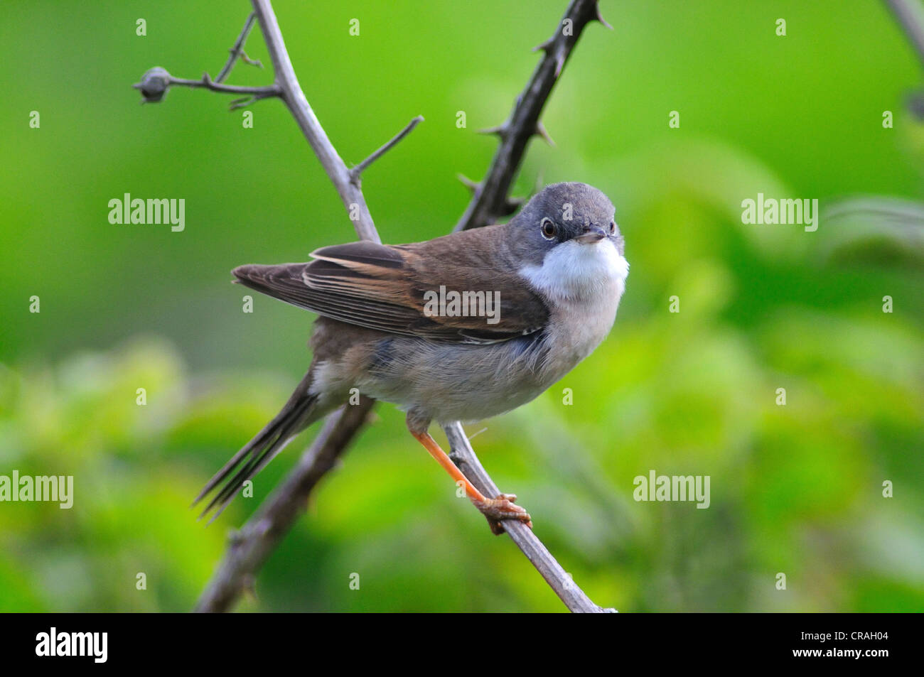 Whitethroat gemeinsamen Warbler Migrant Sylvia Communis Stockfoto