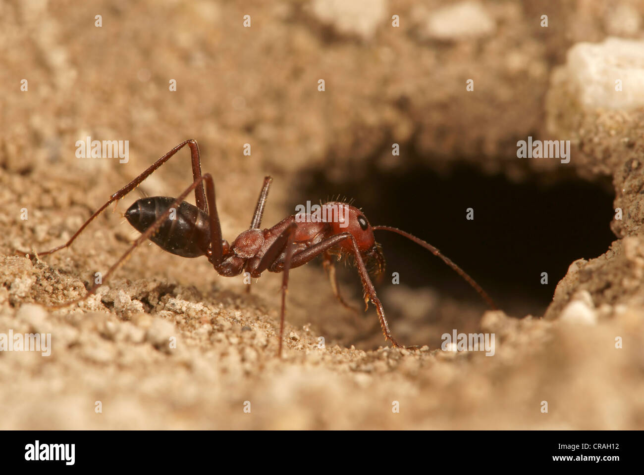 Ameisen der Gattung in der Unterfamilie Formicinae Bulgarien Bulgarien Nordeuropa Cataglyphis Stockfoto
