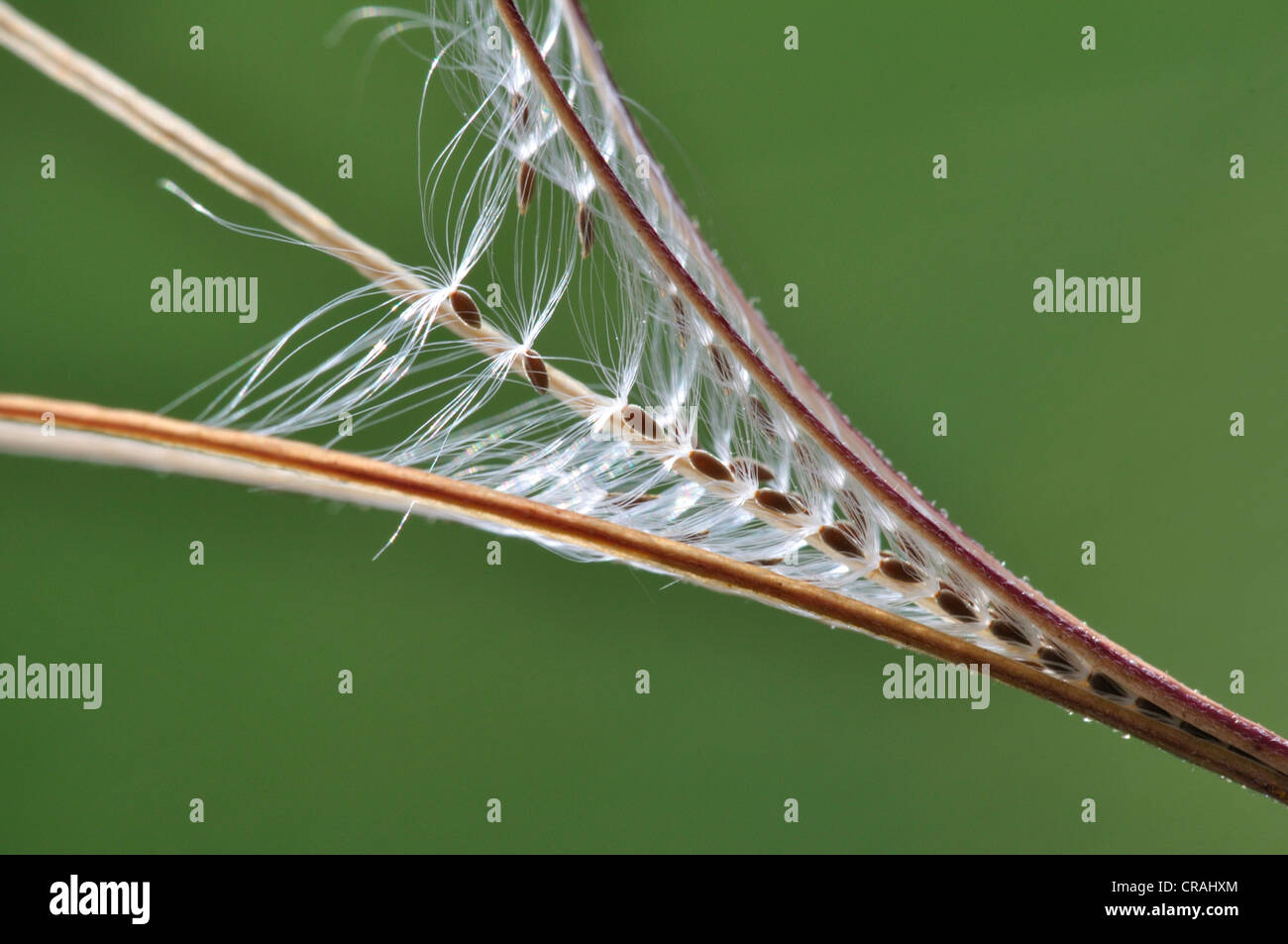 Ein Weidenröschen Samen Kopf, mit seinen feinen und komplizierten Muster UK Stockfoto