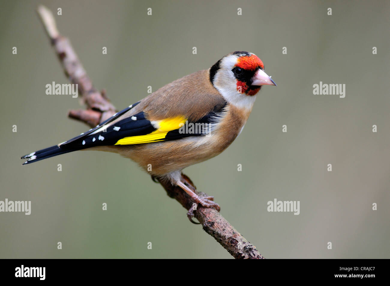 Stieglitz Zuchtjahr Fink Vogel Garten Samen Esser Stockfotografie Alamy