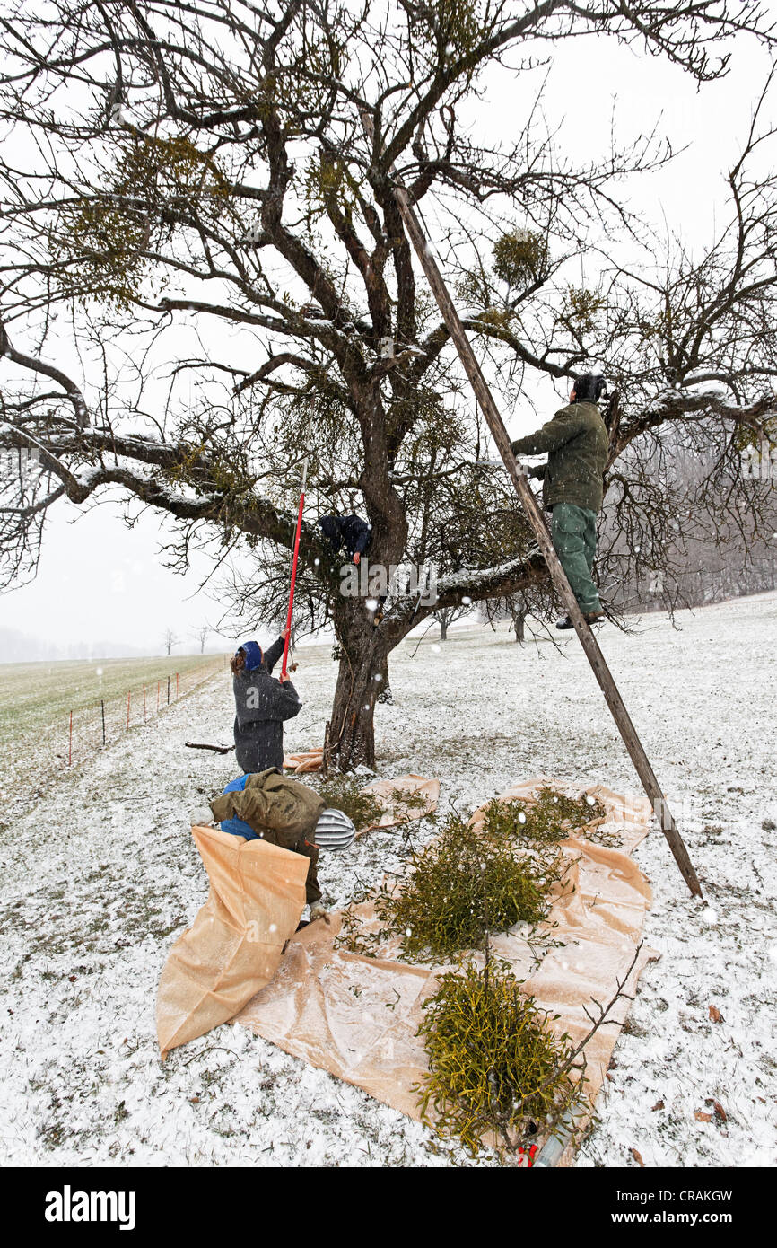 Europäische Mistel oder gemeinsame Mistel (Viscum Album), Ernte der Mistel wächst auf Apfel und Birne Bäume im Winter Stockfoto