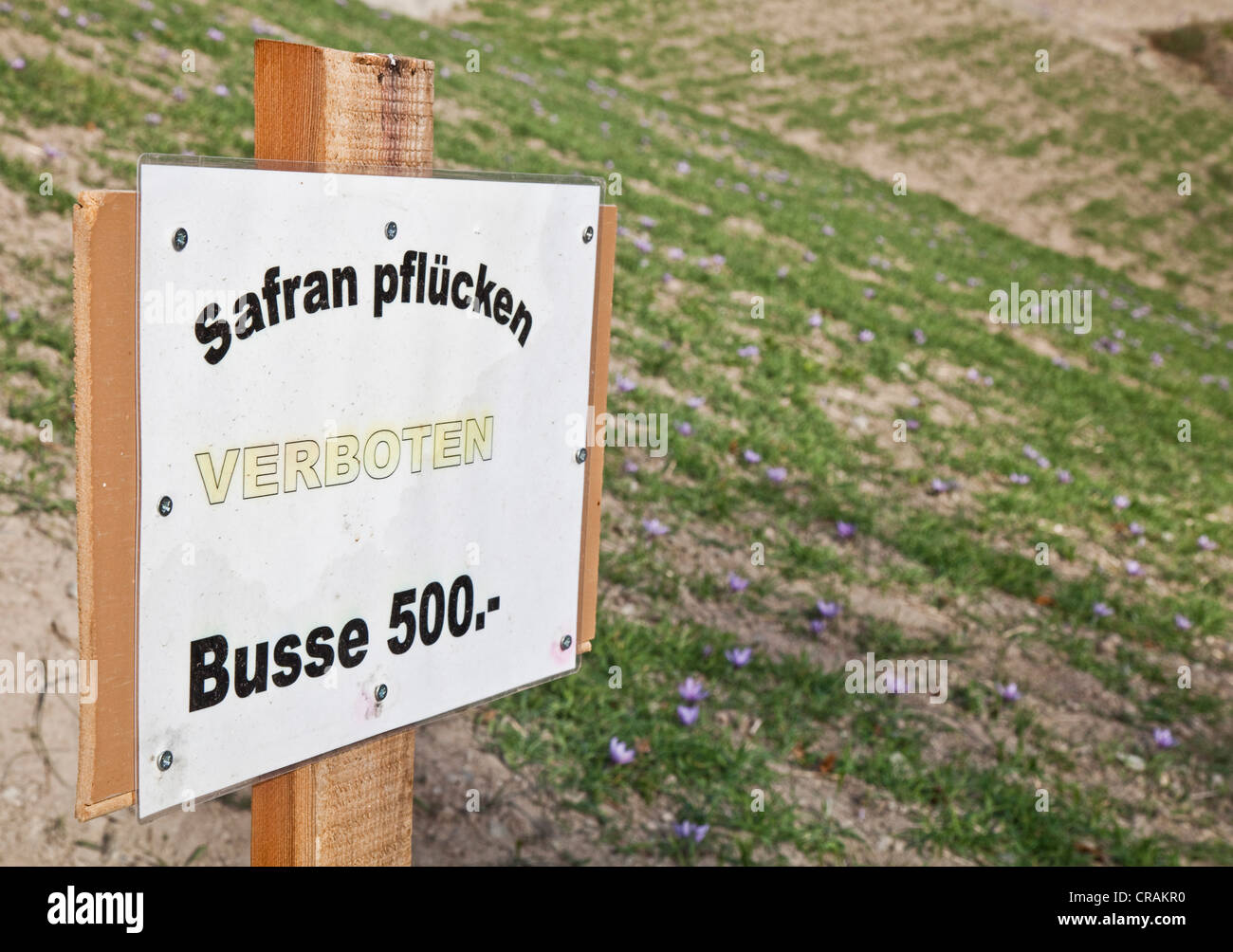 Zeichen, nicht autorisierte Safran Kommissionierung führt eine Geldstrafe von 500 Franken auf einem Safran Feld mit blühenden Safran-Krokus (Crocus Stockfoto