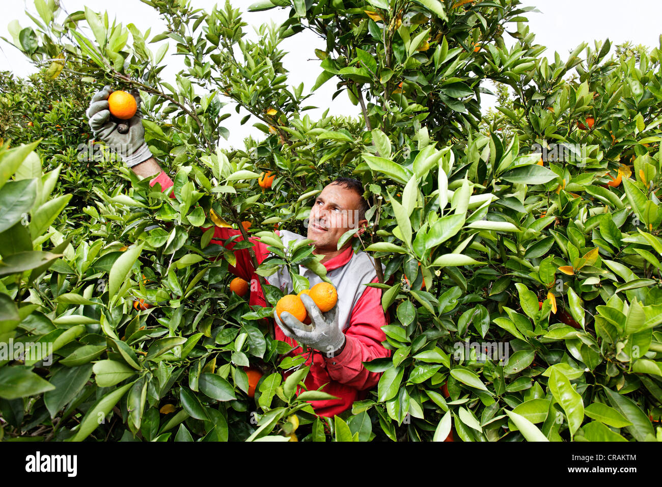 Sizilianische Mann Kommissionierung Bio-dynamischen Anbau Orangen aus einem Orangenbaum, Bio-Orangen, in der Nähe von Syrakus, Syrakus, Italien, Europa Stockfoto