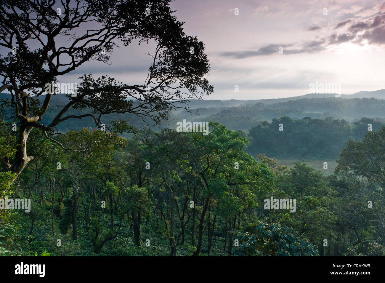Wald in der Nähe von Madikeri, Western Ghats, Karnataka, Südindien, Indien, Asien Stockfoto