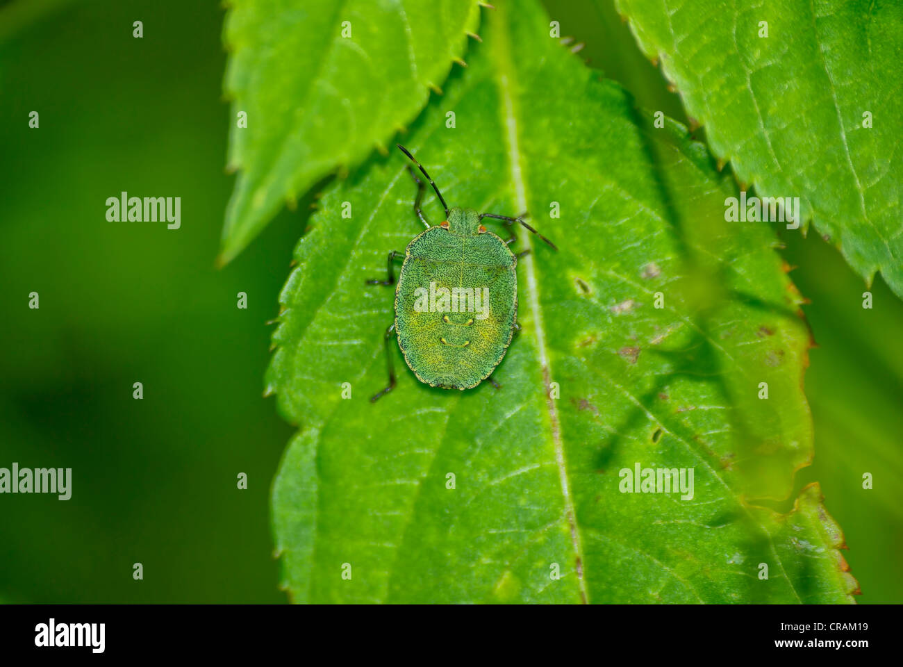 Grünes Schild Bug Stockfoto