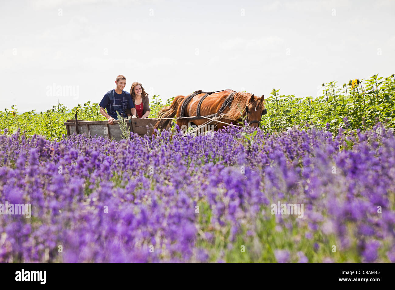 Junges Paar Reiten auf einem Pferdewagen durch die Felder von blühenden Lavendel, Republik Moldau, Südosteuropa Stockfoto