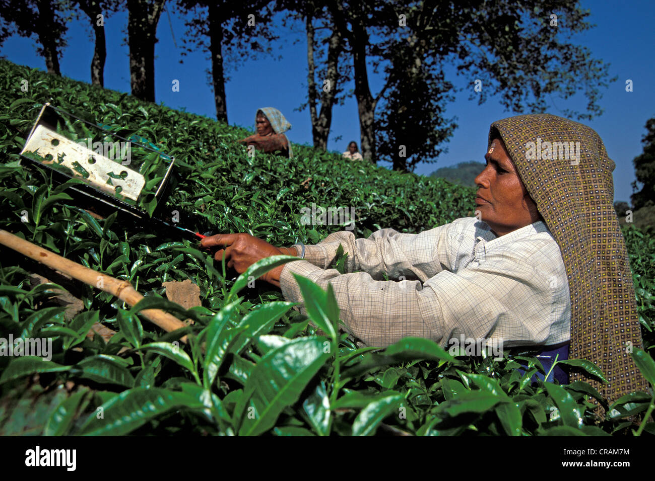 Teepflückerinnen, Tee-Plantage in der Nähe von Munnar, Kerala, Indien, Süd-Indien, Asien Stockfoto