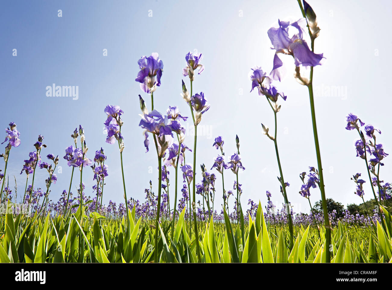 Blühende Gebiet der Deutsch-Iris (Iris Germanica), Bio-dynamisch in den Bergen des Grenzgebietes der Toskana angebaut und Stockfoto