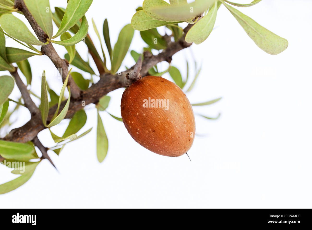 Argan Nuss Auf Eine Arganbaum Argania Spinosa In Der Nahe Von Essaouira Marokko Afrika Stockfotografie Alamy