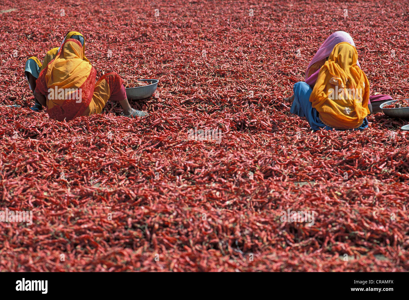 Frauen in bunten Saris, rotem Chili, Chili Ernte, in der Nähe von Shivpuri, Madhya Pradesh, Indien, Nord-Indien, Asien Stockfoto