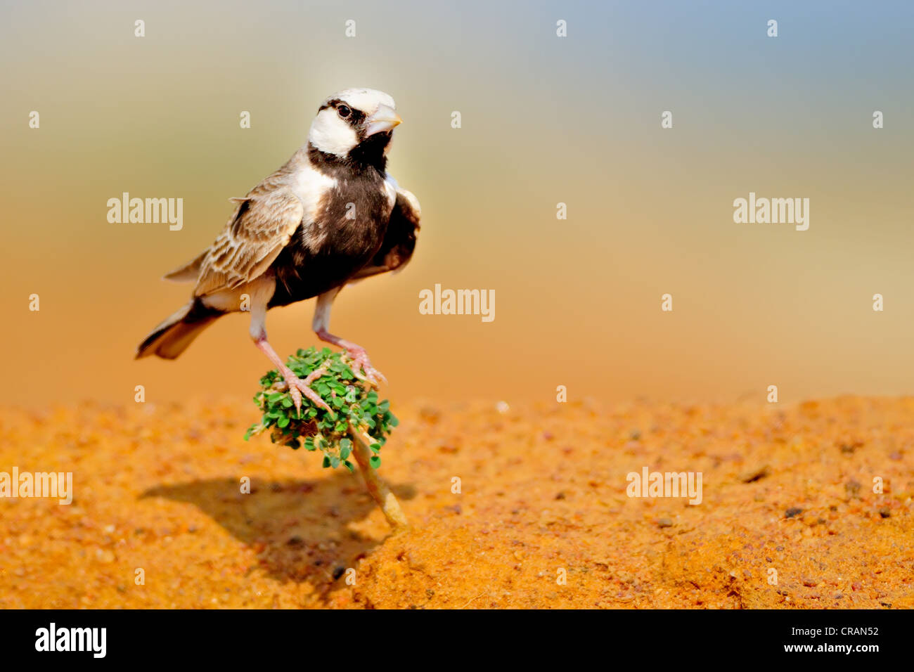 ASHY-GEKRÖNTER SPATZ-LERCHE Stockfoto