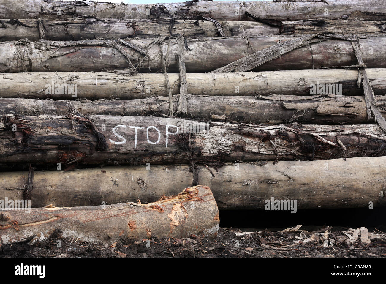 Baumstämme in den Logport Logpont Hölzer Rimbunan Hijau (PNG) Limitid in Garim, Madang, Papua Neuguinea Stockfoto