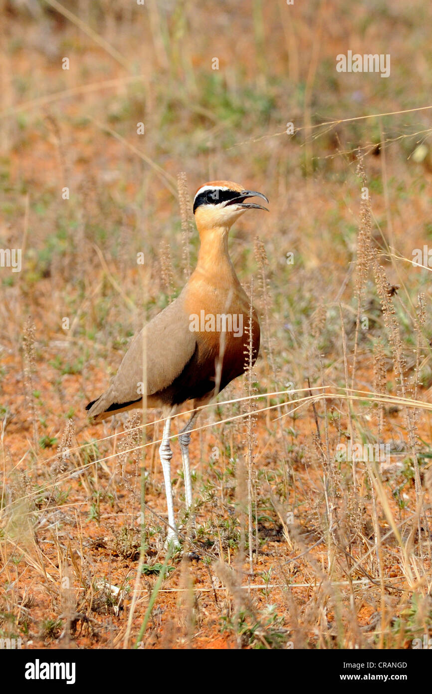 INDISCHE RENNER Stockfoto