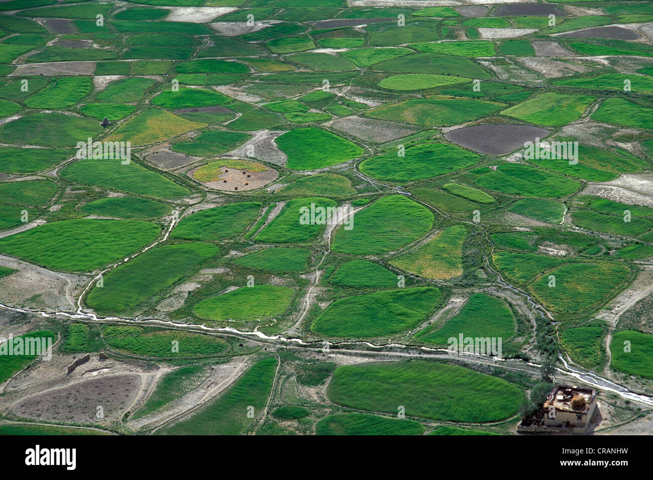 Grüne Felder oder Grundstücke mit Bewässerungskanälen, Tongde, Zanskar, Ladakh, Jammu und Kaschmir, Nordindien, Indien, Himalaya, Asien Stockfoto