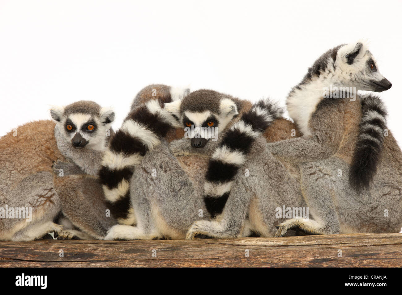 Eine Familie von Ring Tailed Lemuren Stockfoto