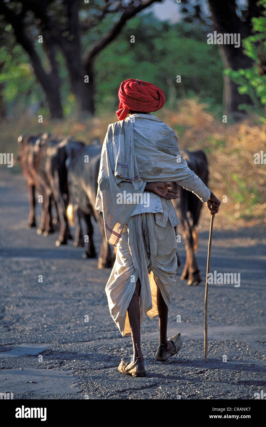 Rinder-Hirte mit roten Turban, in der Nähe von Udaipur, Rajasthan, Nordindien, Indien, Asien Stockfoto