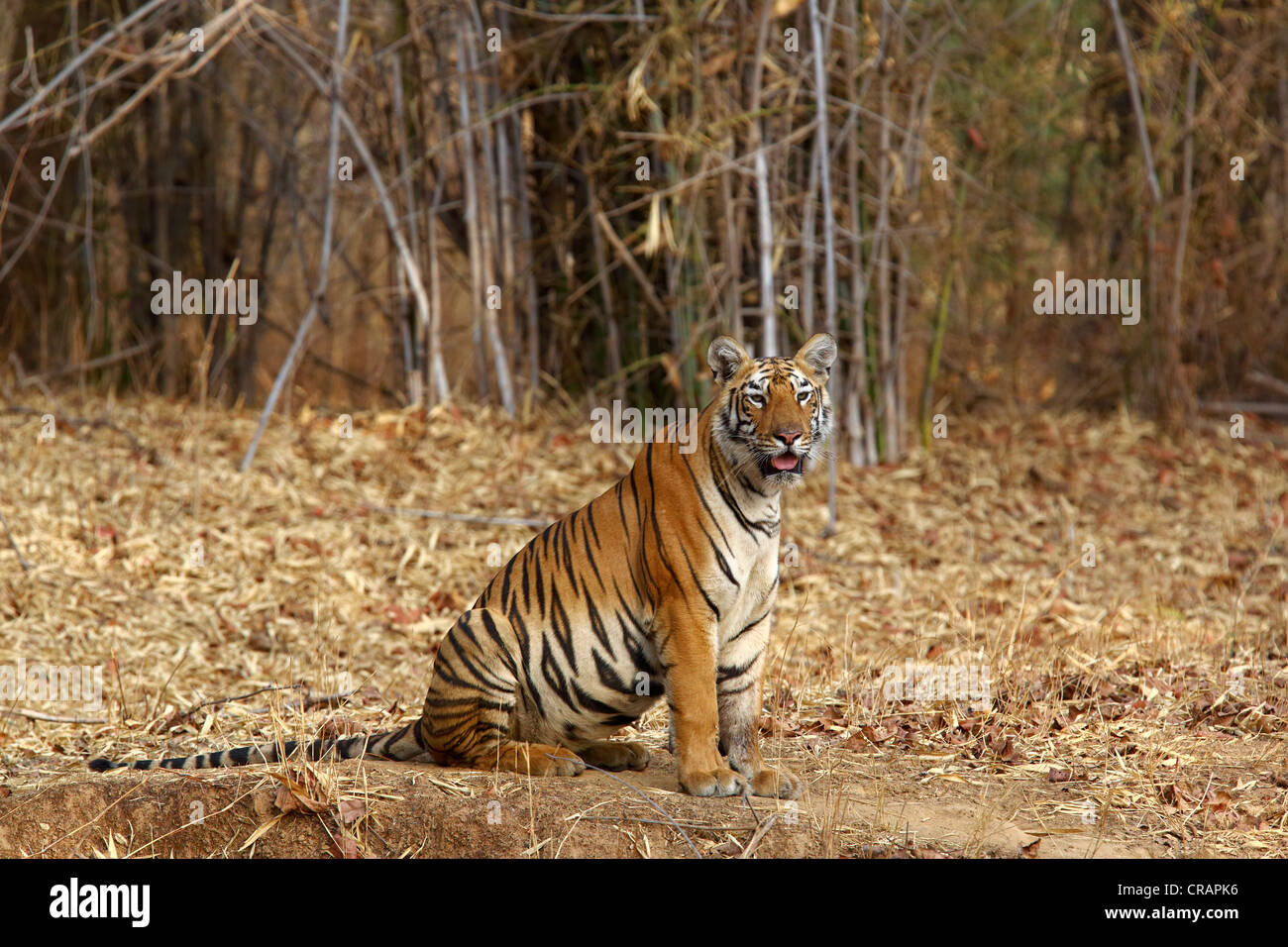 Tiger-Porträt Stockfoto