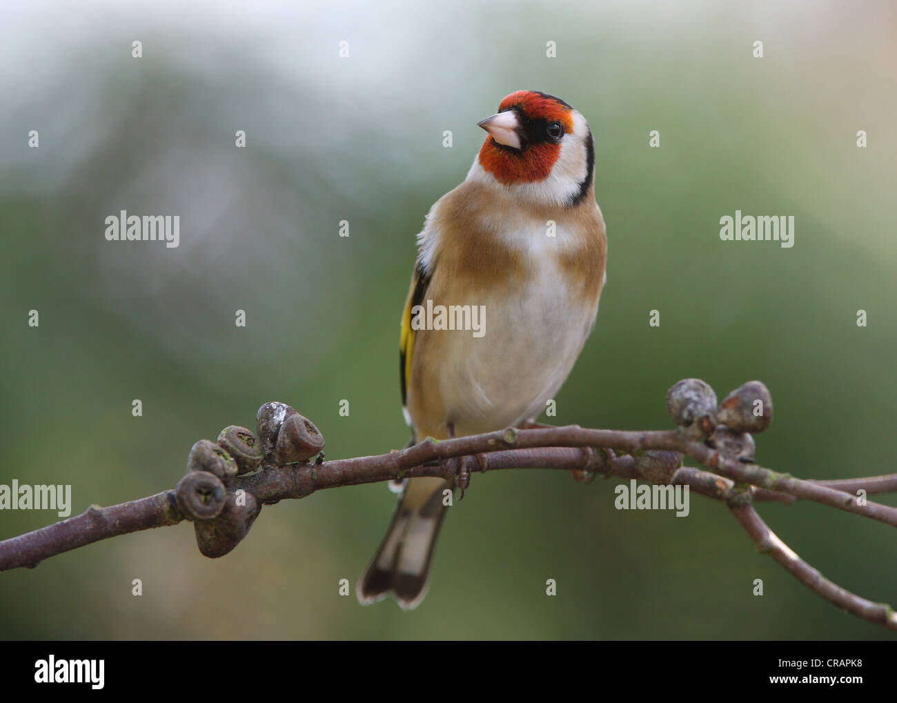 Porträt von einem Stieglitz Stockfoto