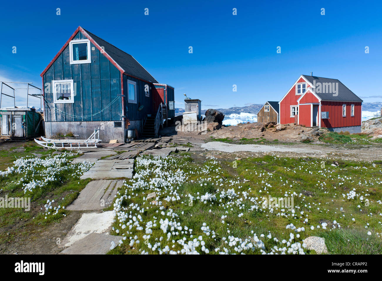 Inuit Häuser und Wollgras, Inuit-Siedlung von Tiniteqilaaq, Sermilik Fjord, Ostgrönland, Grönland Stockfoto