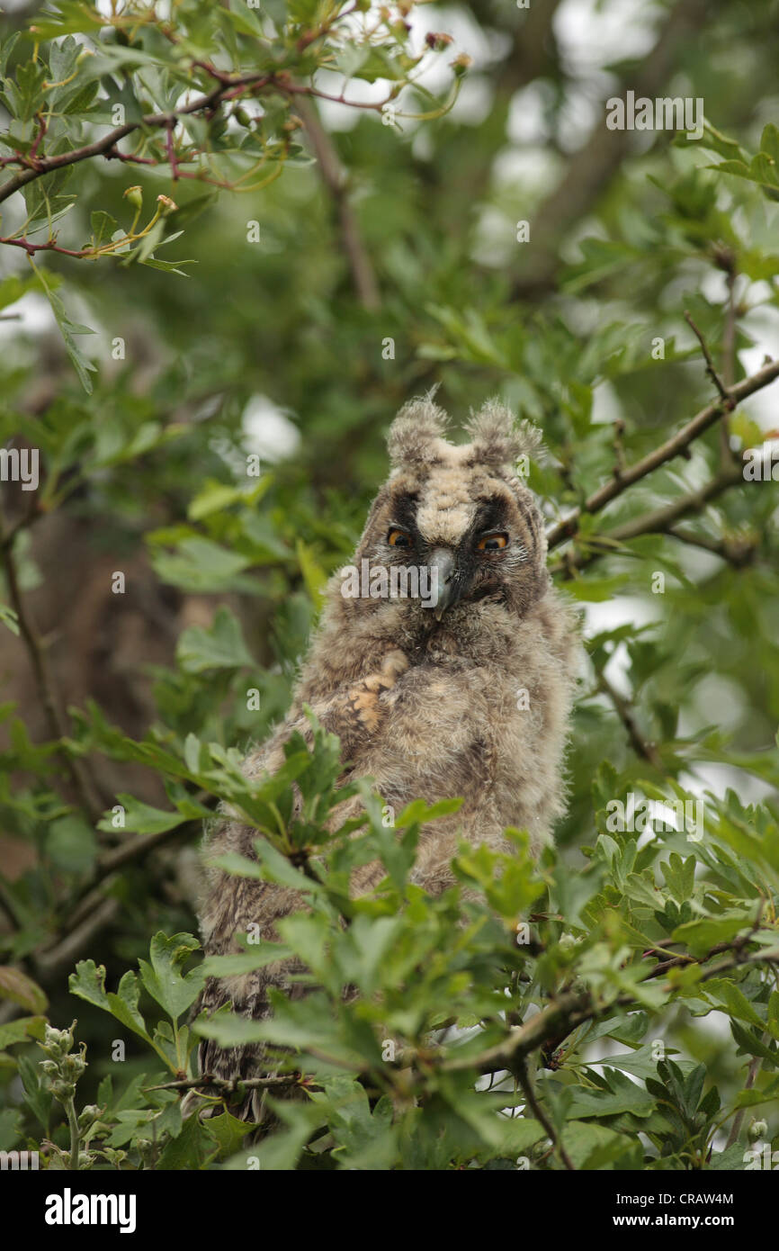 Lange Eared Owl Küken. Stockfoto