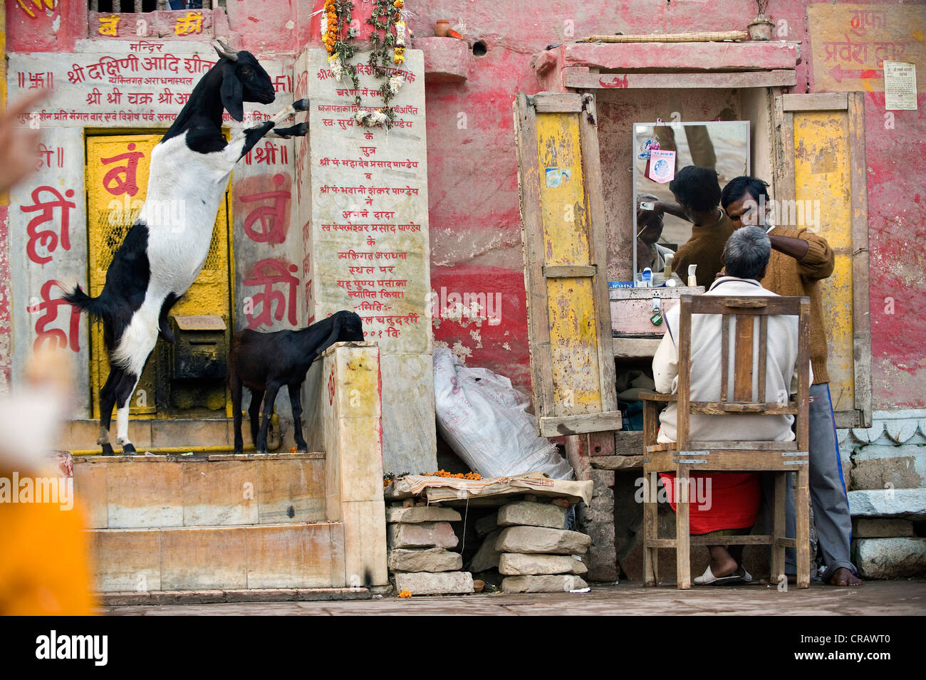 Ziegen und Barber, Heilige Treppe oder Ghats, Varanasi, Ganges, Uttar Pradesh, Indien, Asien Stockfoto