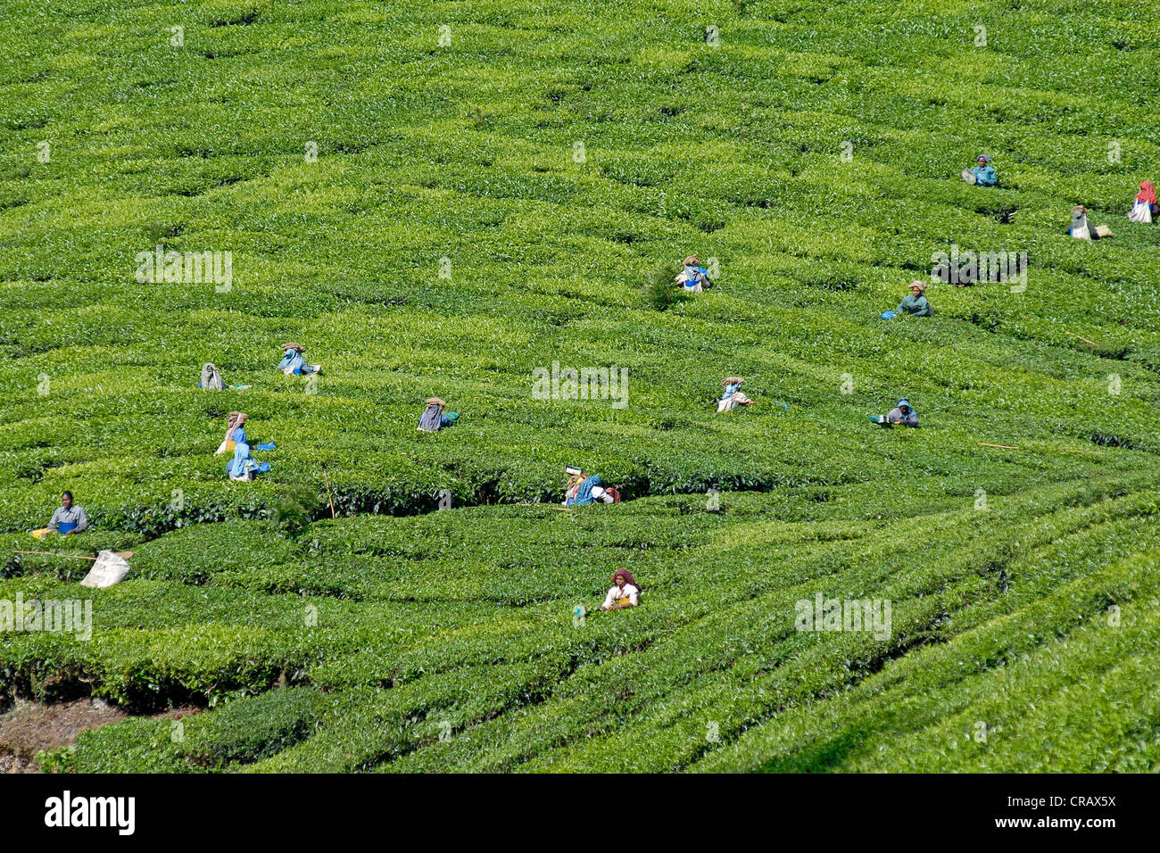 Teeplantage und Teepflückerinnen in Munnar, Kerala, Indien, Süd-Indien, Asien Stockfoto