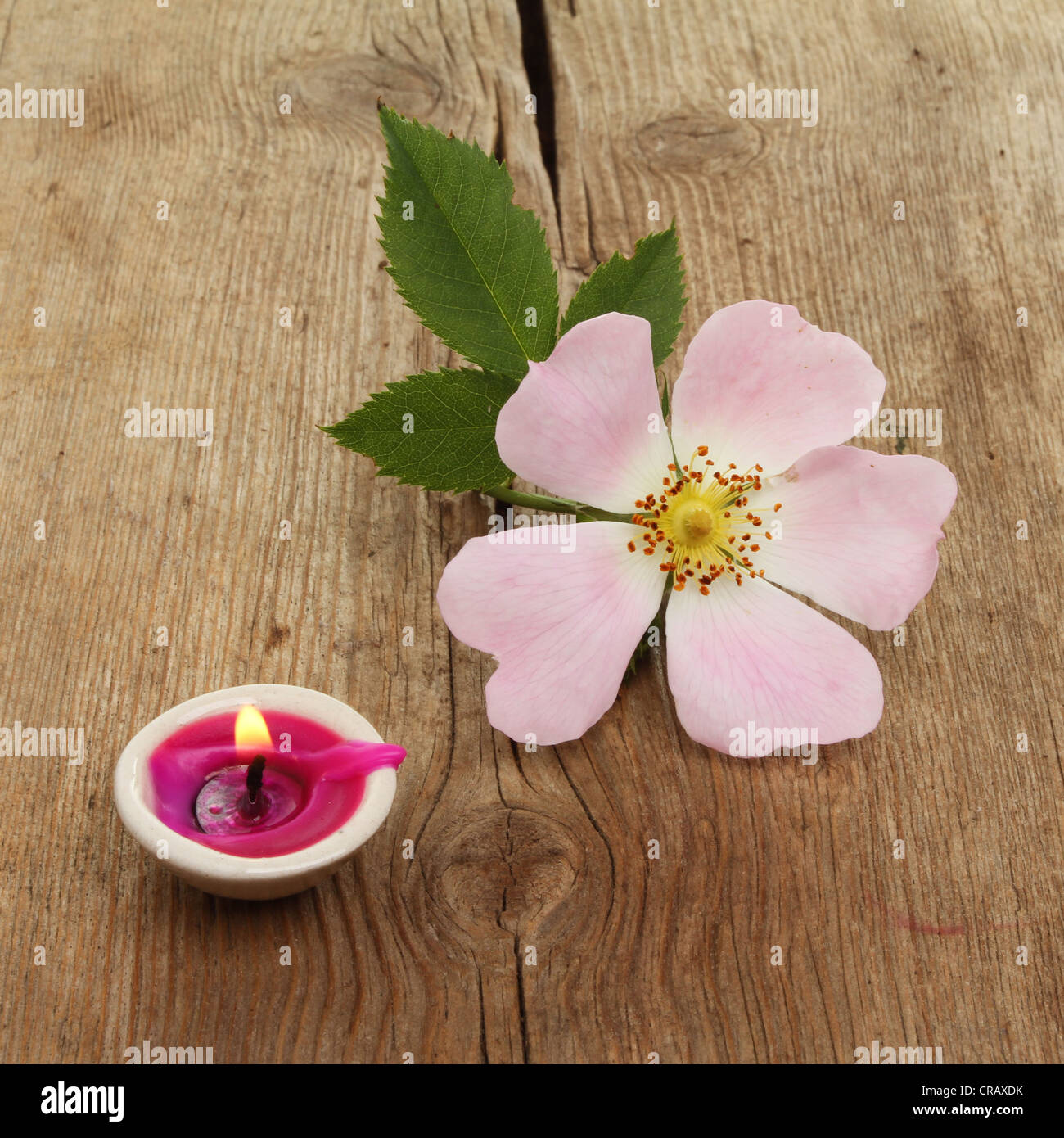 Wilden Heckenrose und eine kleine brennende Kerze auf alte verwitterte Holz Stockfoto