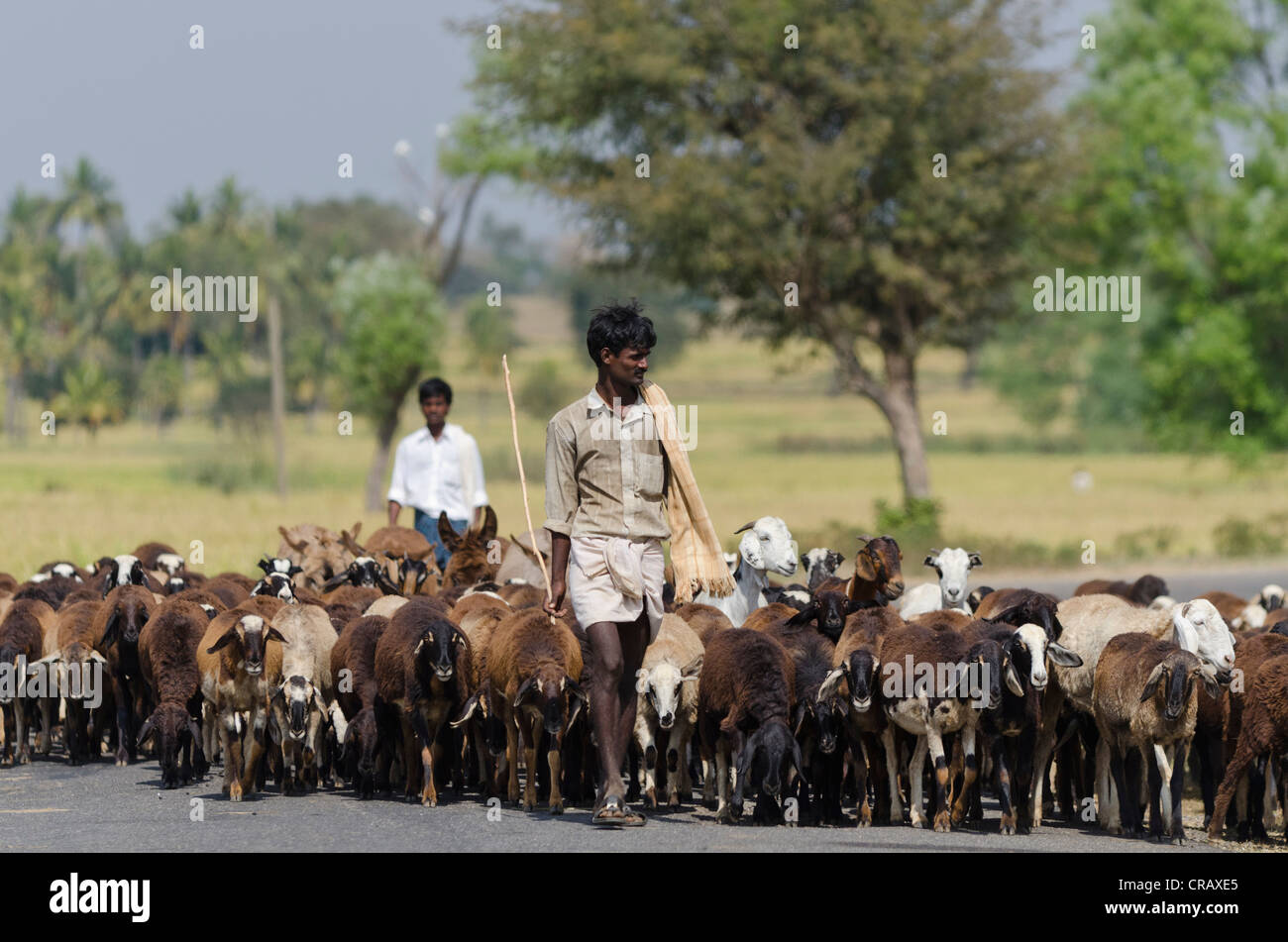Ziegenhirten mit Ziege Herde in Mysore, Karnataka, Südindien, Indien, Asien Stockfoto