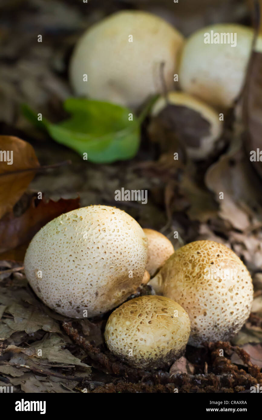 Kleine weiße Pufball Pilze drücken durch Laub im Wald Stockfoto