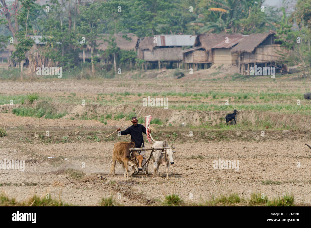 Bauer auf seinem Grundstück in der Nähe von Kaziranga Nationalpark, Assam, nordöstlichen Indien, Indien, Asien Stockfoto