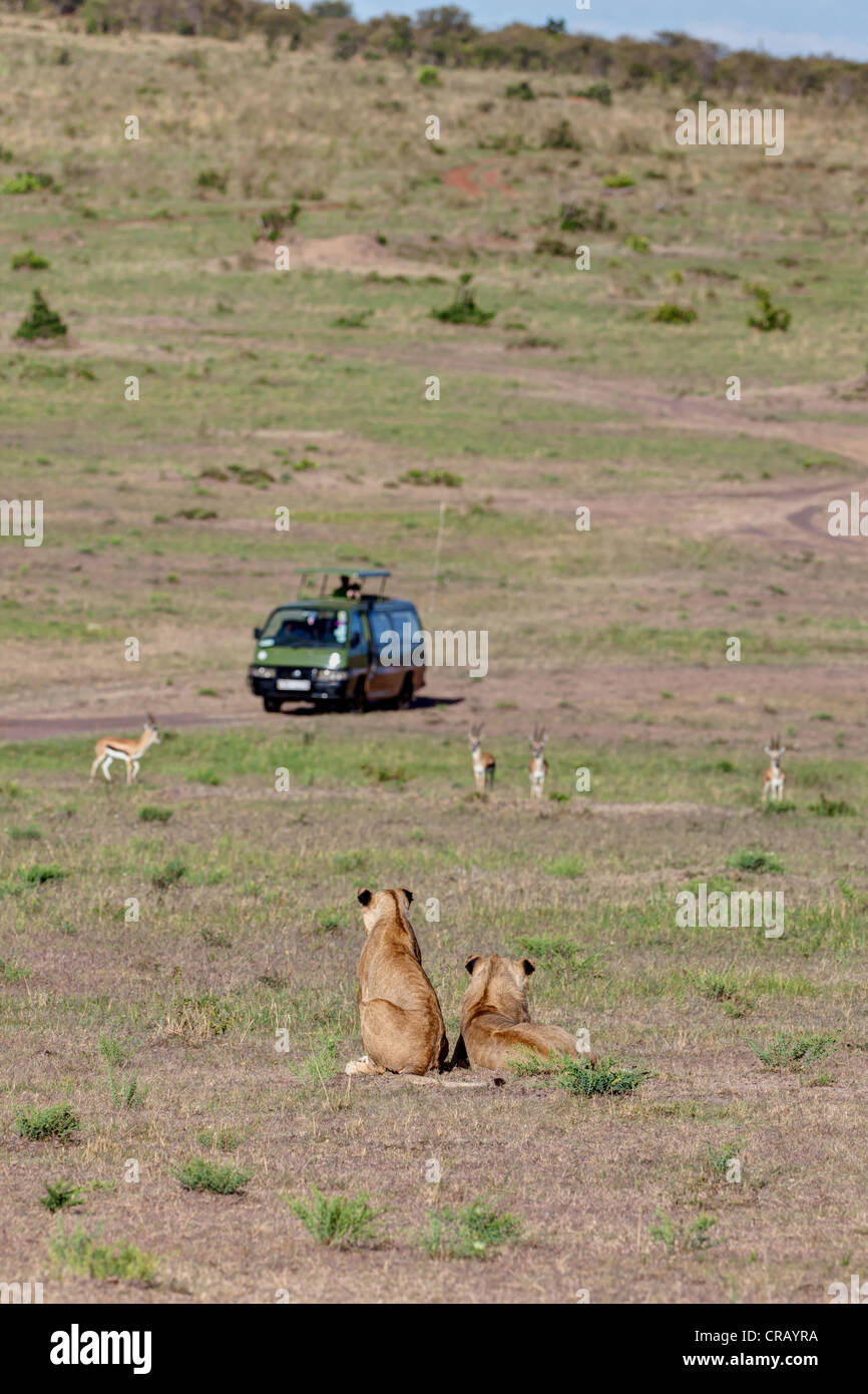 Zwei junge Löwen (Panthera Leo) beobachten, Gazellen, vor einer Safari Bus, Masai Mara National Reserve, Kenia, Ostafrika Stockfoto