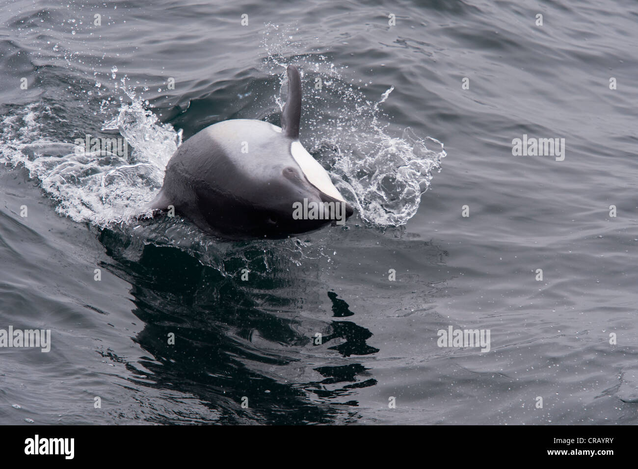 Die Spinnerei Pacific White-seitig Delphin (Lagenorhynchus Obliquidens), ungewöhnliche Verhalten. Monterey, Kalifornien, Pacific Ocean. Stockfoto