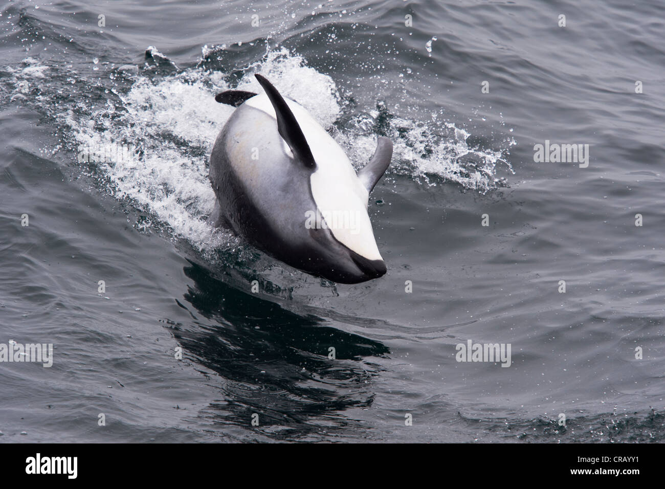 Die Spinnerei Pacific White-seitig Delphin (Lagenorhynchus Obliquidens), ungewöhnliche Verhalten. Monterey, Kalifornien, Pacific Ocean. Stockfoto