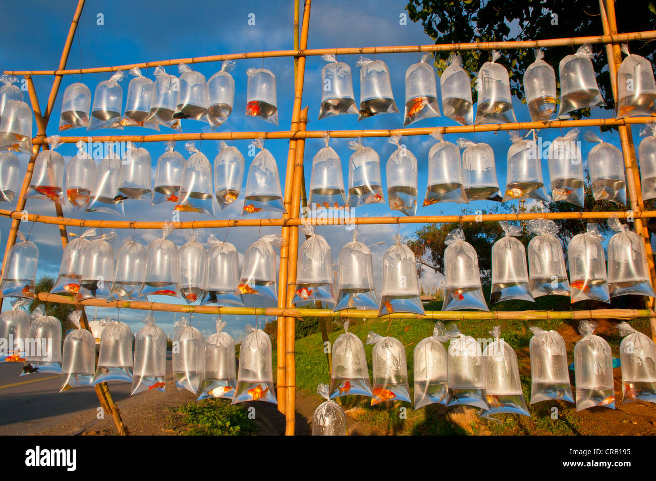 Zierfische für Verkauf in Plastiktüten, Cherchell, Algerien, Afrika Stockfoto