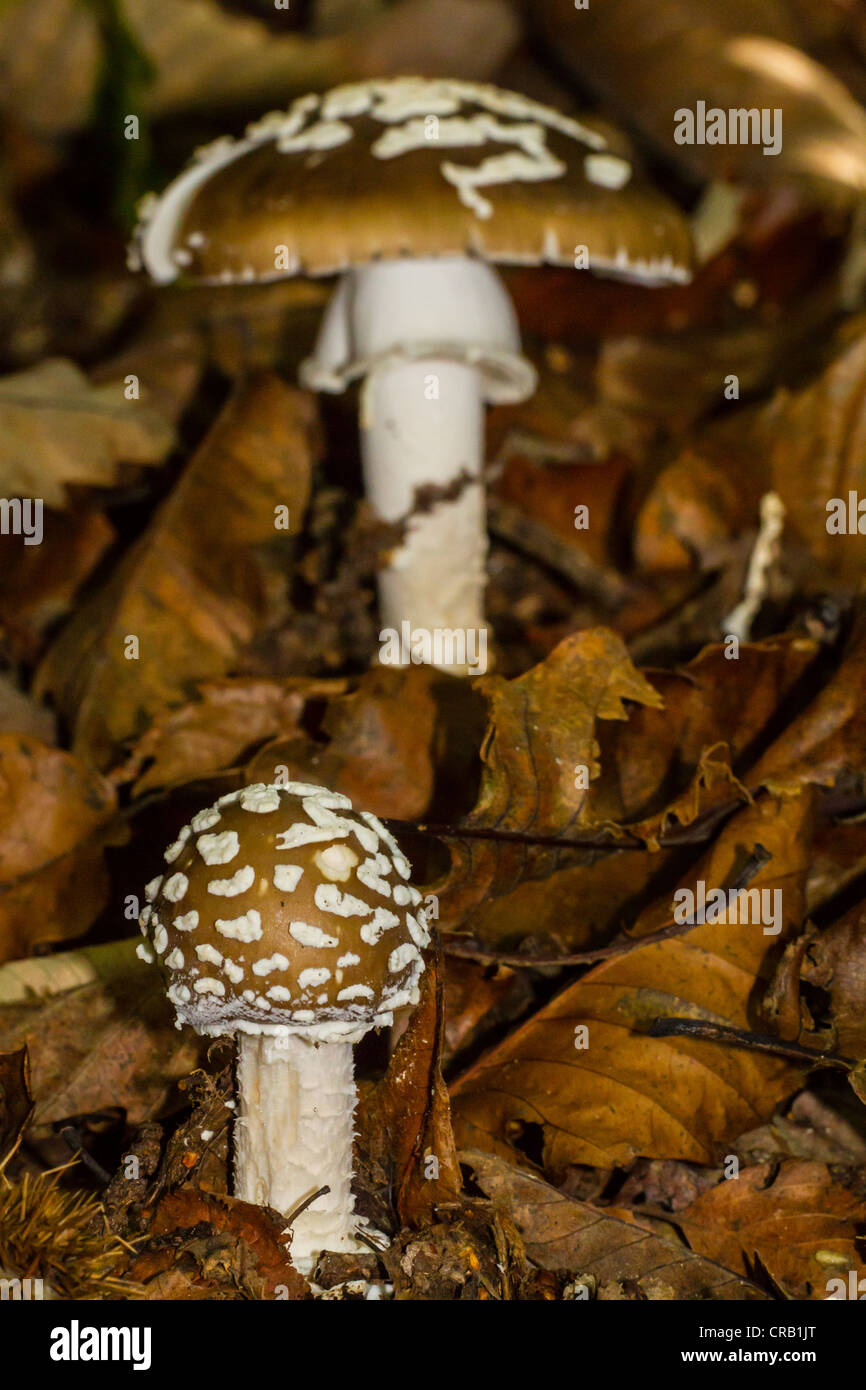 Giftige Panthercap Pilze drücken durch braune Laub im Wald Stockfoto