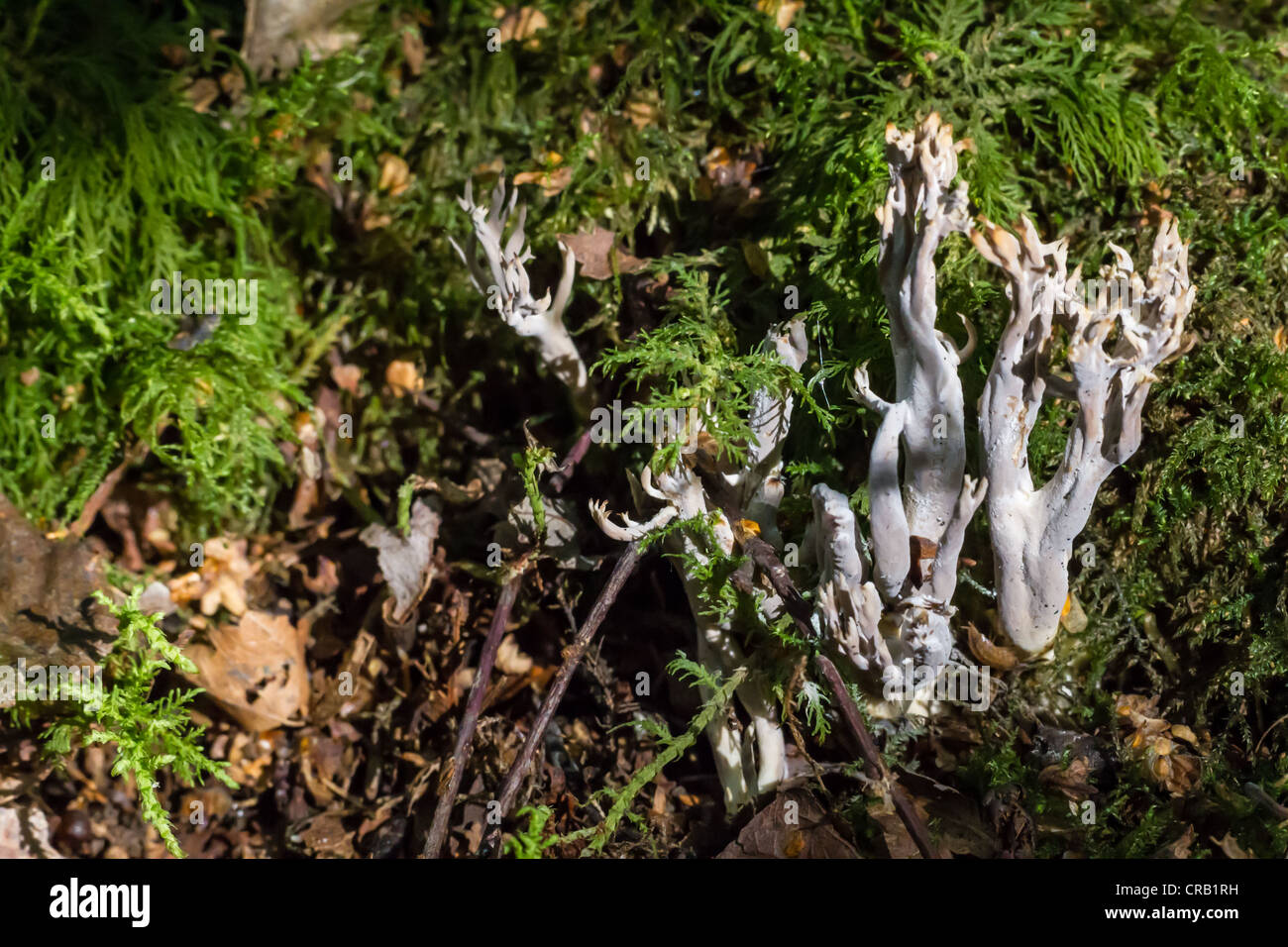 Weiße Koralle Champignons wachsen durch abgestorbene Blätter und Moos im englischen Wald Stockfoto