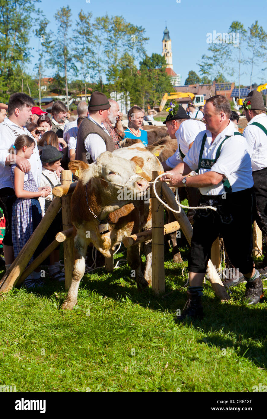 Gemeinsam Hüten der Kühe im Dorf, zeremonielle Fahrt des Viehs von den Bergweiden, Pfronten Stockfoto