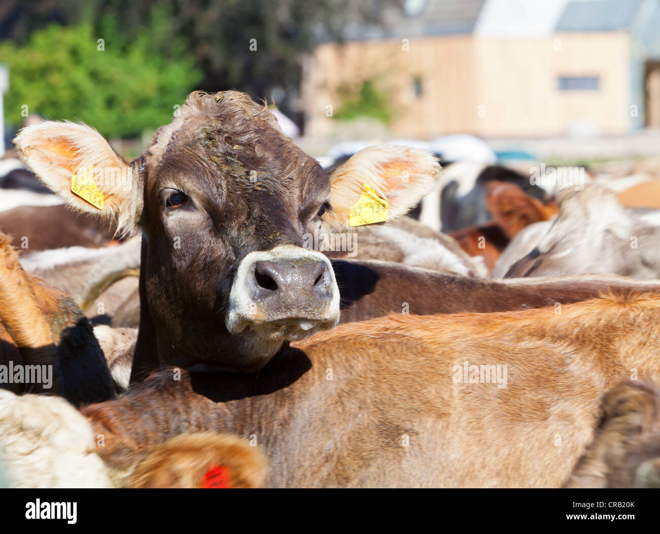 Zusammen treiben von Kühen, zeremonielle Fahrt von Rindern von Stadtteil Berg Weiden, Pfronten, Ostallgaeu Stockfoto