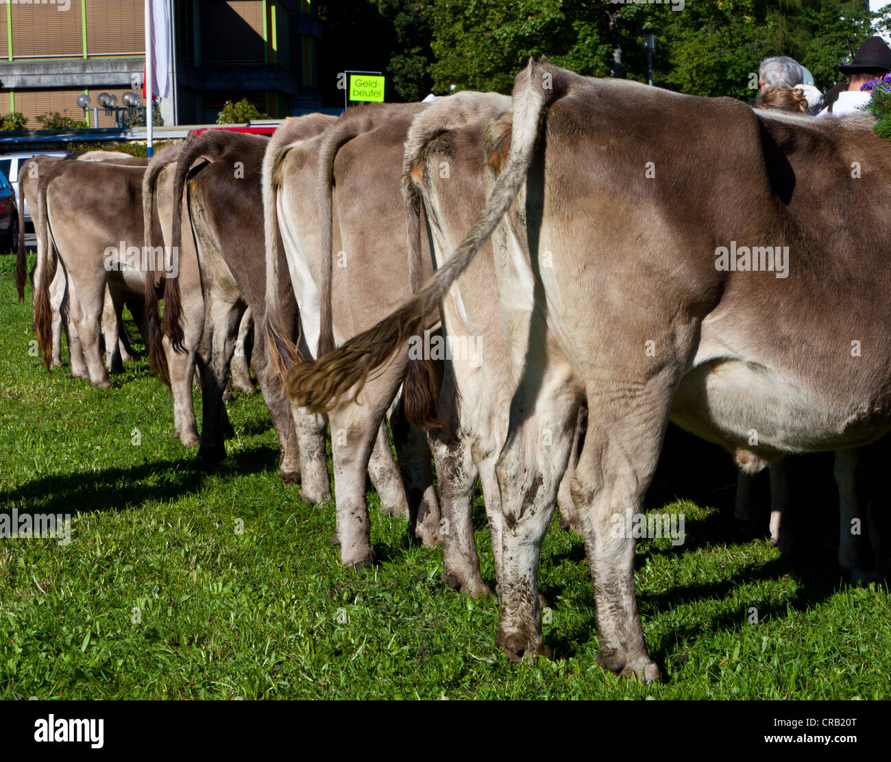 Kühe, die darauf warten, werden kontrolliert und verkauft, zeremonielle Fahrt des Viehs von den Bergweiden, Pfronten Stockfoto