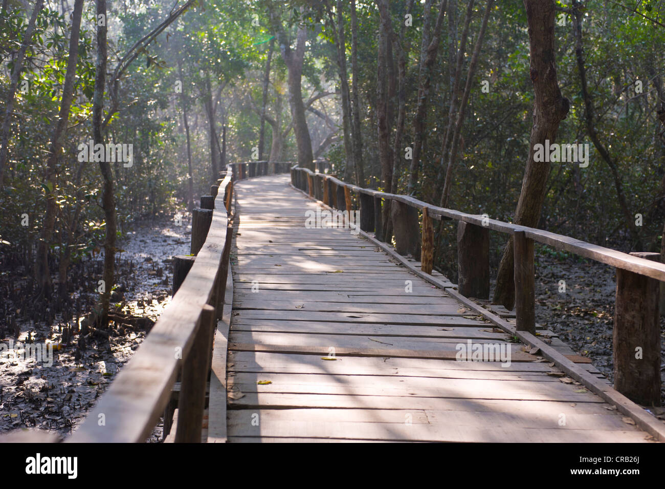 Promenade in den Sümpfen des UNESCO World Natural Heritage Sundarbans, Bangladesch, Asien Stockfoto