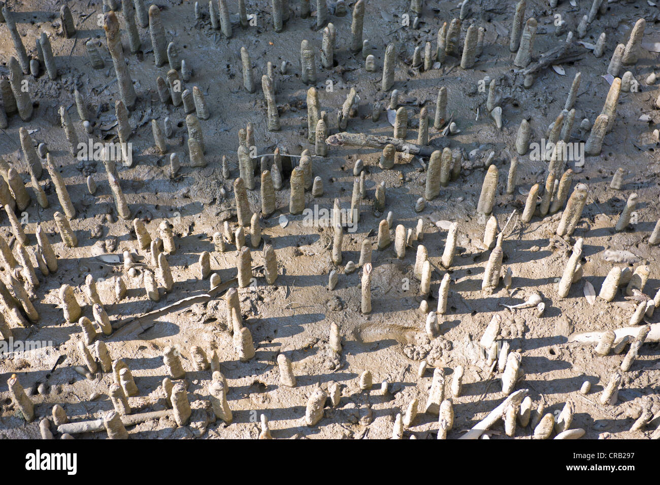 Lehm-Strukturen in den Sümpfen des UNESCO World Natural Heritage Sundarbans, Bangladesch, Asien Stockfoto