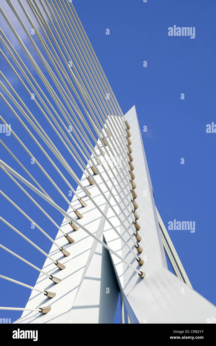 Unterstützung von Kabel und Pylon eine Schrägseilbrücke Erasmusbrücke, Rotterdam, Holland, Niederlande, Europa Stockfoto